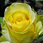 Yee Yee Myint - @yee.yeemyint.18294 - Instagram