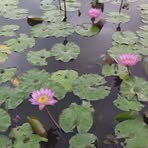 Yee Tse - Facebook