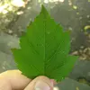 Yehuda Goldberg - @yehuda.goldberg - TikTok