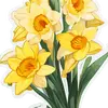 Daffodils - @yellow_daffodils - TikTok