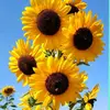 🌻SunFlowers🌻 - @yellow_daffodils8 - TikTok