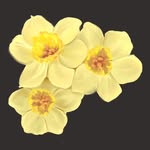 Yellow Daffodils - @yd_yellow_daffodils_ - Instagram