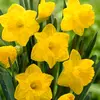 YellowDaffodils - @yellow_daffodill - TikTok