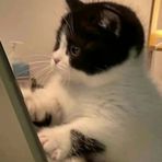 Yen Ching - Facebook