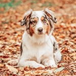 YENTO🐾 𝓜𝓸𝓸𝓭𝔂 𝔀𝓲𝓽𝓱 𝓪 𝓫𝓲𝓰 𝓫𝓸𝓸𝓽𝔂 - @yento.the.aussie - Instagram