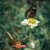 Yen Ton - Facebook