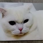 Yen Yeh - @yen.yeh.12327 - Instagram