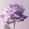 yeniselhernandez81 - @hope0011 - TikTok