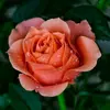 yeneycapote - @yeneycapote - TikTok