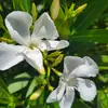 Yeny Flores - @yeny.flores86 - TikTok