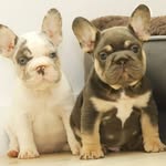 Yeny guzman - @xtremefrenchbulldog_3 - Instagram