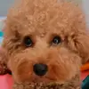 小花叶 - @yewyap190 - TikTok