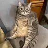 jen - @yienwang3 - TikTok