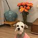 Yihan Wei - Facebook