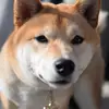 奧利給！😂 - @yijingchen17 - TikTok