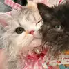 луна - @yikema6 - TikTok