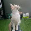 Yim Tangpanichwong - @yimtangpanichwong - TikTok