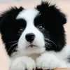 yingchai1 - @yingchai1 - TikTok