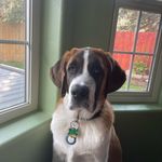 Yogi Johnson - @yogi_stbernard_ak - Instagram
