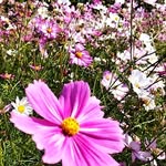 山本　葉子 - @yoko.0305.king - Instagram