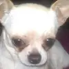 Yolanda Aniceto - @yolandaaniceto0 - TikTok