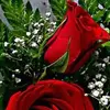Yolanda Bustillos - @yolanda.bustillos2 - TikTok