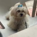 Yolanda Celis - @yolandacelis54 - Instagram