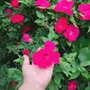 yojanaguadalupe - @yolandachacon211 - TikTok