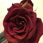 Yolanda Clemente - @clemente_yolanda - Instagram