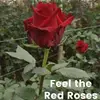 yolandacobos883 - @yolandacobos883 - TikTok