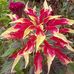 Yolanda Cordero - Facebook