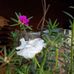 Yolanda Coronel - Facebook