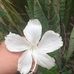 Yolanda Damian - Facebook