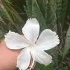 Yolanda Damian - @yolanda.damian0 - TikTok