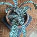 Yolanda Davalos - Facebook
