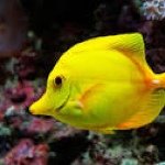 Yolanda Yellow Fish - @yolanda_is_awesome123 - Instagram
