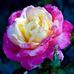 Yolanda Frederick - Facebook