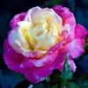 yolandafrederick5 - @yolandafrederick5 - TikTok