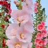 yolandagranda539 - @yolandagranda539 - TikTok