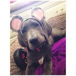 Yolanda Harrell - @credliemeib629 - Instagram