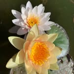 Yolanda Holcomb ‘Yoli ‘ - @seayoli2meditate - Instagram
