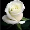Yolanda Islas - @yolanda.islas - TikTok