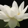 Yolanda Kirk - @yolanda.kirk3 - TikTok