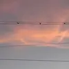 YolandaNelson - @ismaezeo9l1 - TikTok