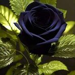 Yolanda Noboa - Facebook