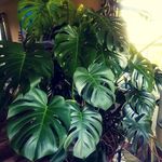Yolanda Pierce - @_ymichelle_ - Instagram