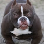Yolanda Rolon - @rolon_exotics - Instagram