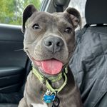 Yolanda Finn Stover - @yoyothepitbullchihuahua - Instagram
