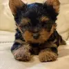 Yolanda Tavarez - @yolanda.tavarez - TikTok