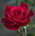 Yolanda Tello Meneses - Facebook